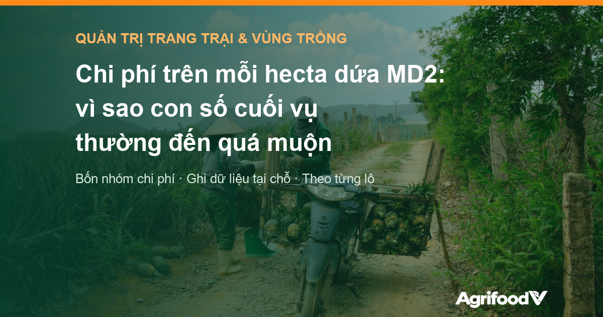 Chi phí trên mỗi hecta dứa MD2: vì sao con số cuối vụ thường đến quá muộn