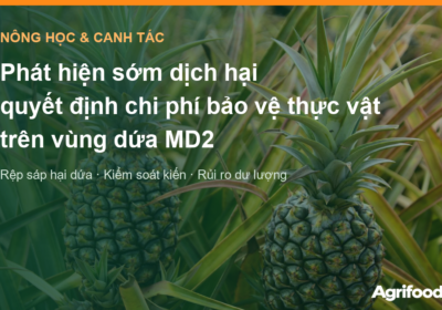 Phát