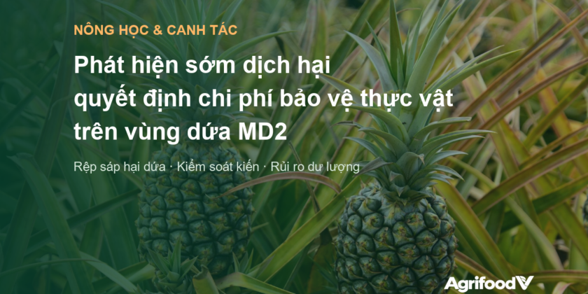 Phát hiện sớm dịch hại quyết định chi phí bảo vệ thực vật trên vùng dứa MD2