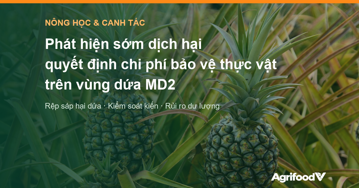 Phát hiện sớm dịch hại quyết định chi phí bảo vệ thực vật trên vùng dứa MD2