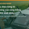 Dữ liệu theo từng lô: nền móng của vùng trồng dứa MD2 xuất khẩu – AgrifoodV
