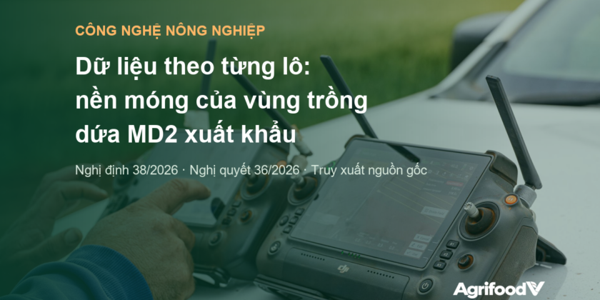 Dữ liệu theo từng lô: nền móng của vùng trồng dứa MD2 xuất khẩu