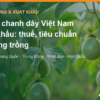 Nước chanh dây Việt Nam xuất khẩu: thuế, tiêu chuẩn và vùng trồng tại 6 thị trường – AgrifoodV