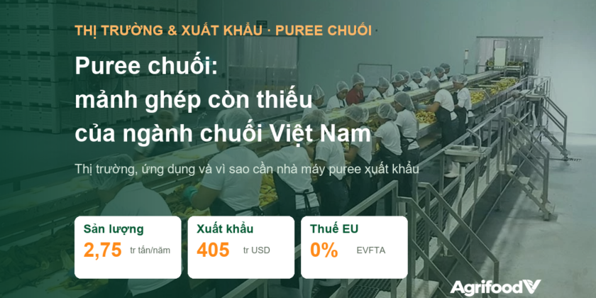 Puree chuối: thị trường, ứng dụng và vì sao Việt Nam cần nhà máy puree chuối xuất khẩu
