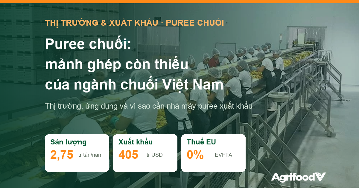 Puree chuối: thị trường, ứng dụng và vì sao Việt Nam cần nhà máy puree chuối xuất khẩu