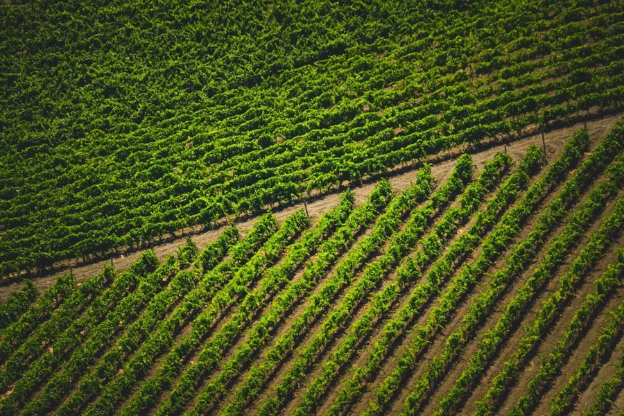 Raw-material growing areas planned to market requirements