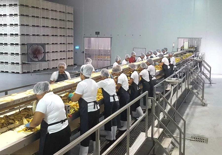 Pre-processing line in a fruit processing plant