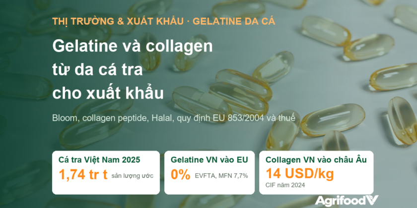 Gelatine và collagen từ da cá tra: thị trường, thuế, tiêu chuẩn và nguyên liệu cho nhà máy