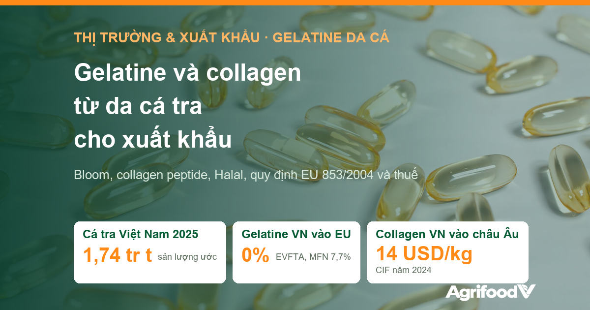 Gelatine và collagen từ da cá tra: thị trường, thuế, tiêu chuẩn và nguyên liệu cho nhà máy