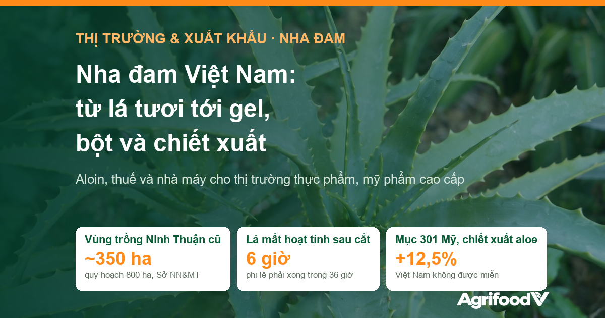 Nha đam Việt Nam: từ lá tươi tới gel, bột và chiết xuất cho thị trường thực phẩm, mỹ phẩm cao cấp