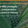 What is MD2 pineapple: origin, traits and role in export growing areas – AgrifoodV