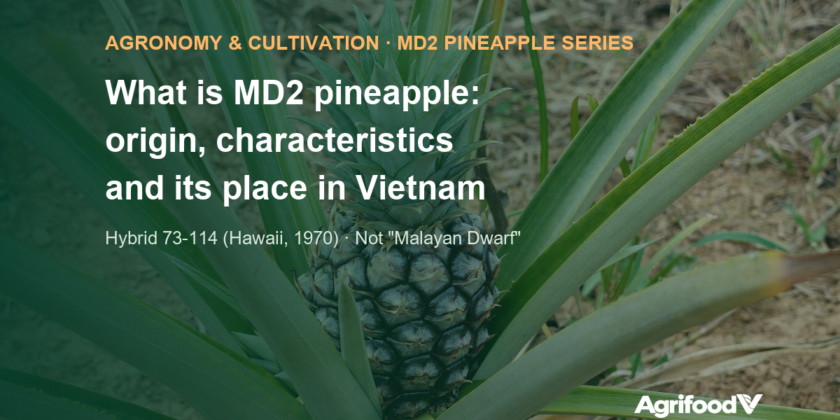 What is MD2 pineapple: origin, traits and role in export growing areas