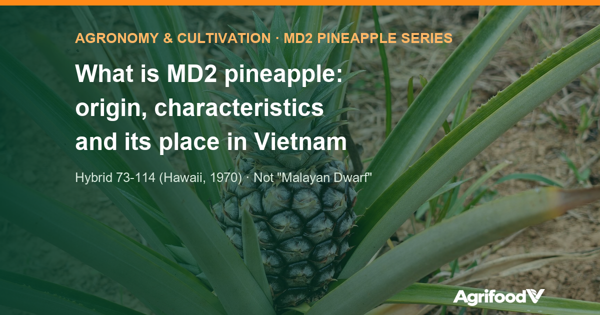 What is MD2 pineapple: origin, traits and role in export growing areas
