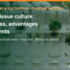 MD2 pineapple tissue culture: process, advantages and limits – AgrifoodV