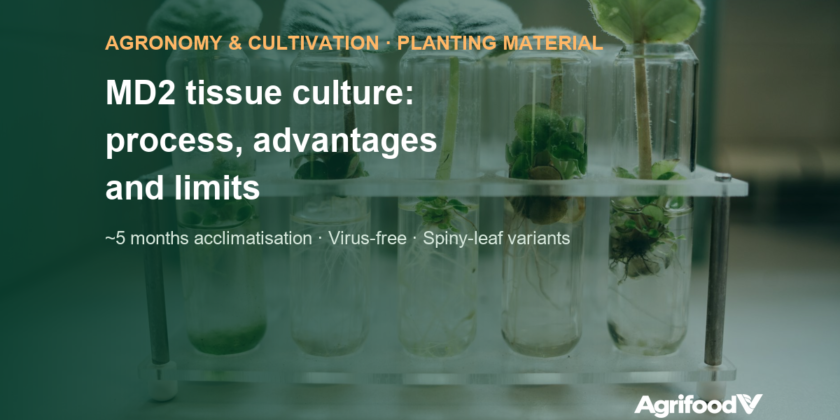 MD2 pineapple tissue culture: process, advantages and limits