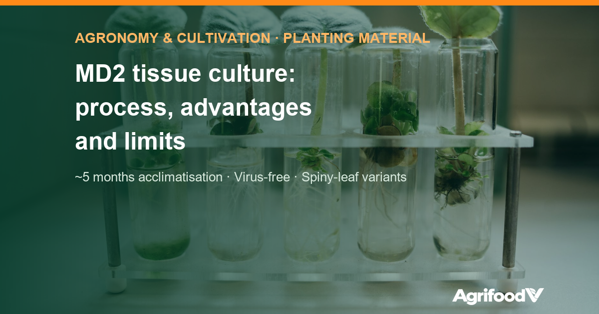 MD2 pineapple tissue culture: process, advantages and limits
