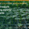 MD2 pineapple planting material standards: TCVN 9062 and virus testing – AgrifoodV