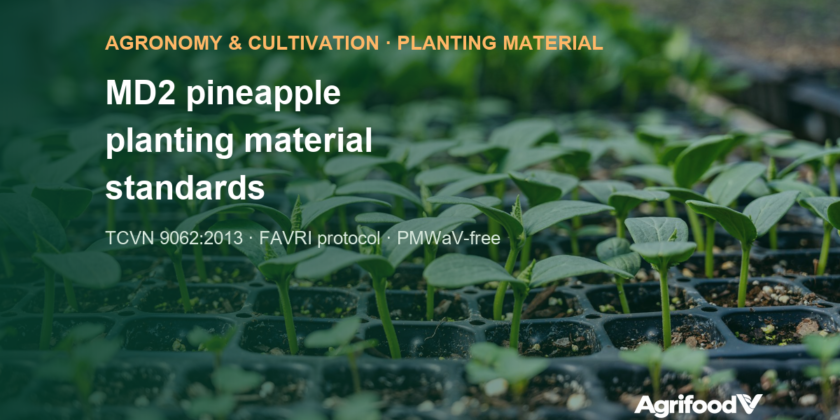 MD2 pineapple planting material standards: TCVN 9062 and virus testing