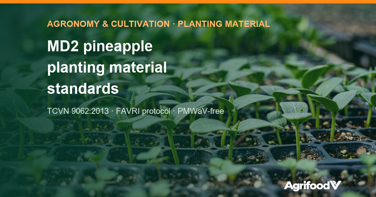 MD2 pineapple planting material standards: TCVN 9062 and virus testing