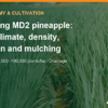 How to grow MD2 pineapple: soil, climate, density, season and mulching – AgrifoodV