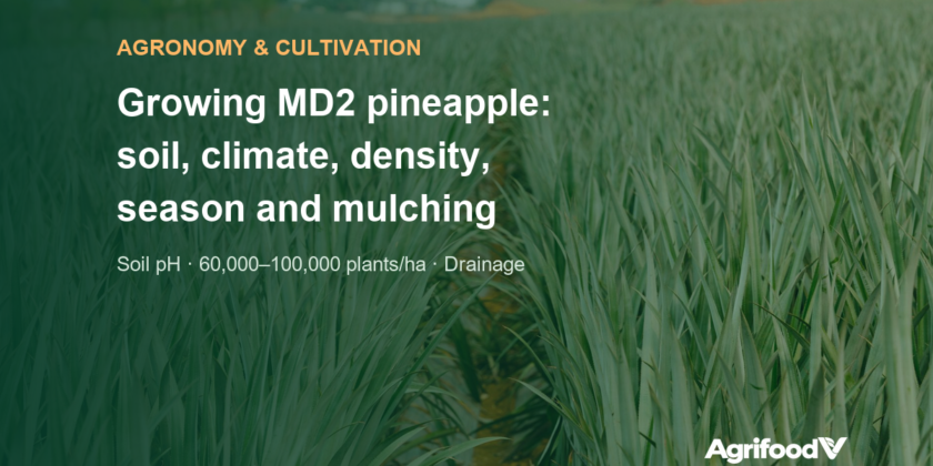 How to grow MD2 pineapple: soil, climate, density, season and mulching