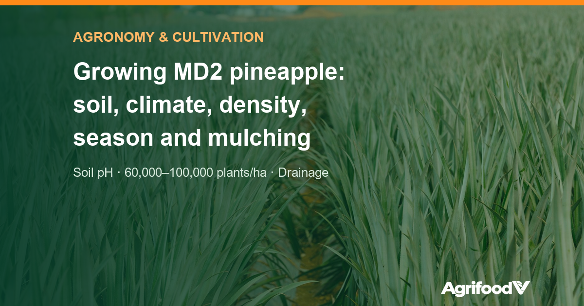 How to grow MD2 pineapple: soil, climate, density, season and mulching