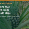 MD2 pineapple fertiliser: nutrient needs by stage and what to avoid – AgrifoodV