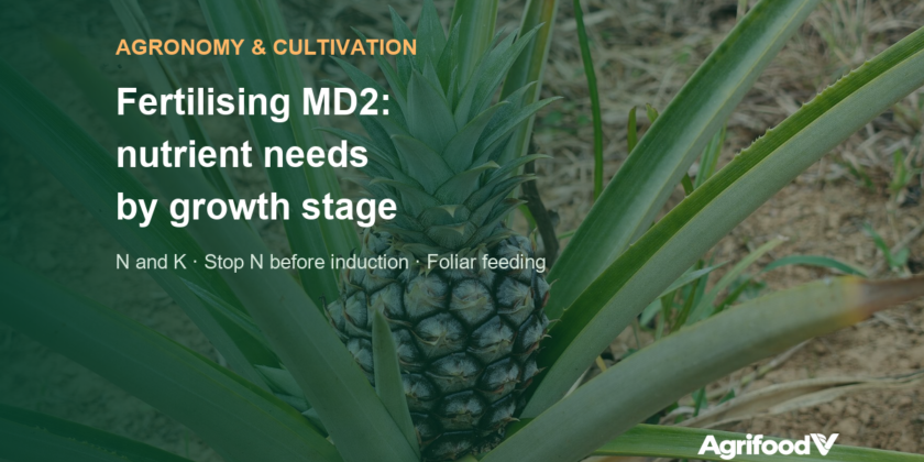 MD2 pineapple fertiliser: nutrient needs by stage and what to avoid