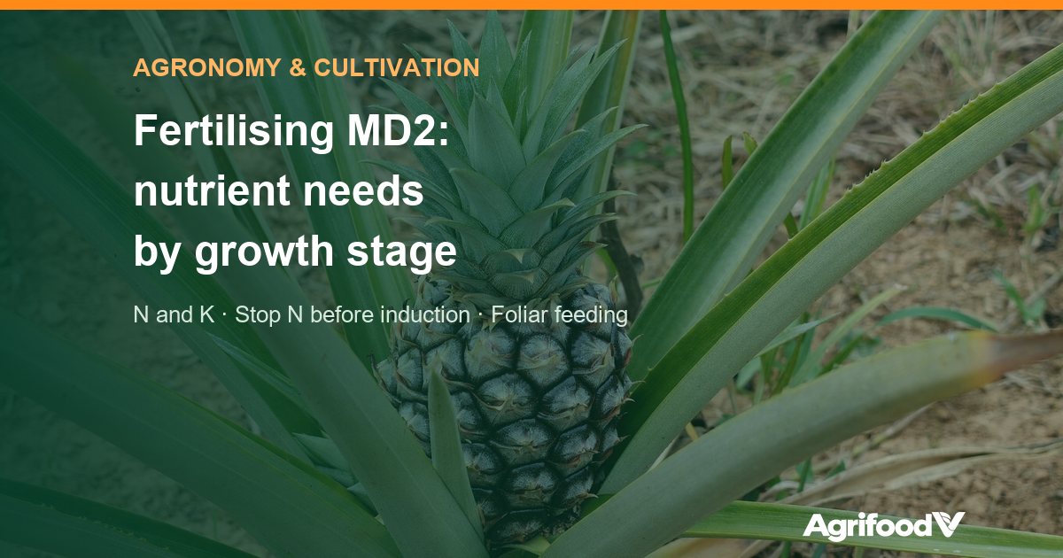 MD2 pineapple fertiliser: nutrient needs by stage and what to avoid