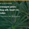 MD2 pineapple pests and diseases: mealybug wilt, heart rot, nematodes – AgrifoodV