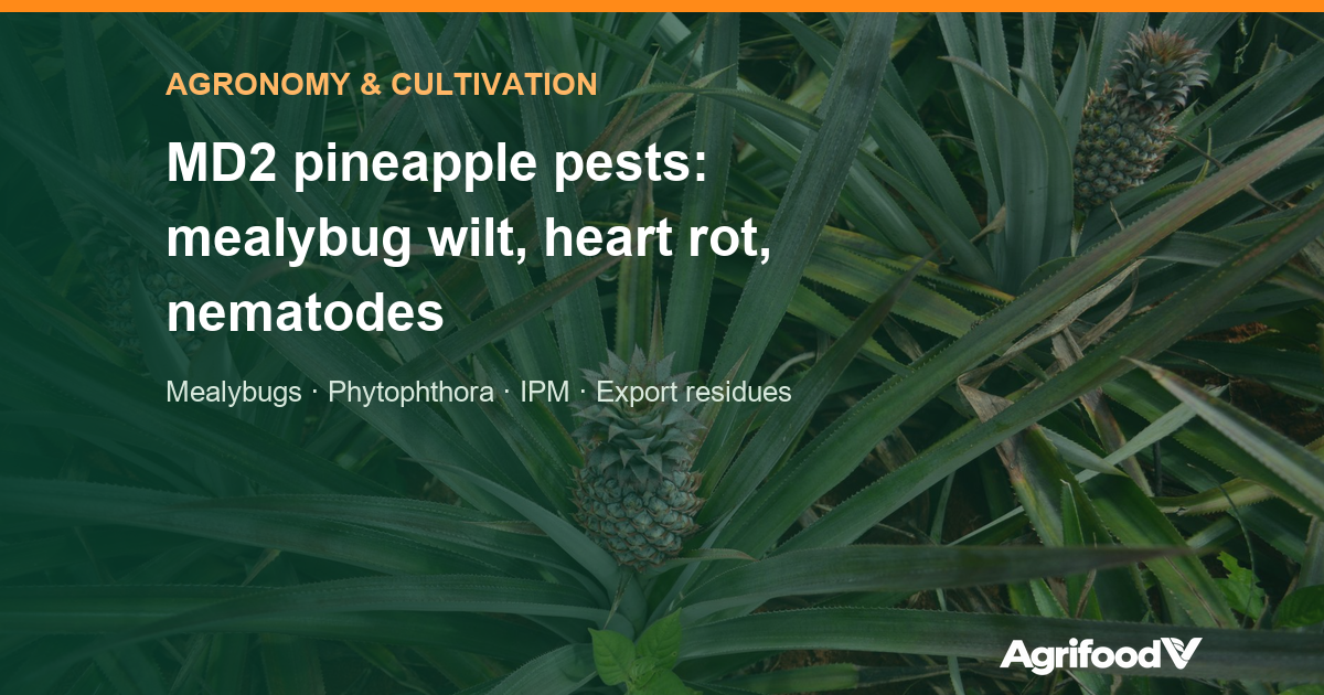 MD2 pineapple pests and diseases: mealybug wilt, heart rot, nematodes