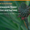 MD2 pineapple flower induction and harvest: ethephon, natural flowering – AgrifoodV