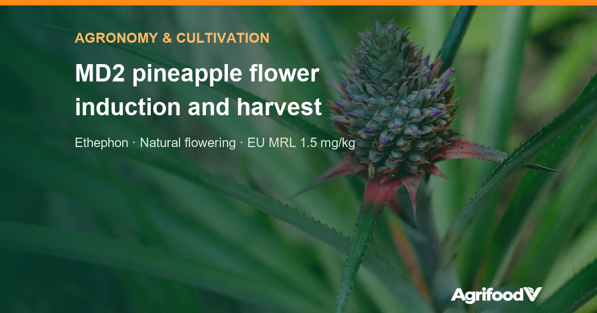 MD2 pineapple flower induction and harvest: ethephon, natural flowering