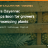 MD2 vs Cayenne pineapple: quality, cultivation and processing compared – AgrifoodV