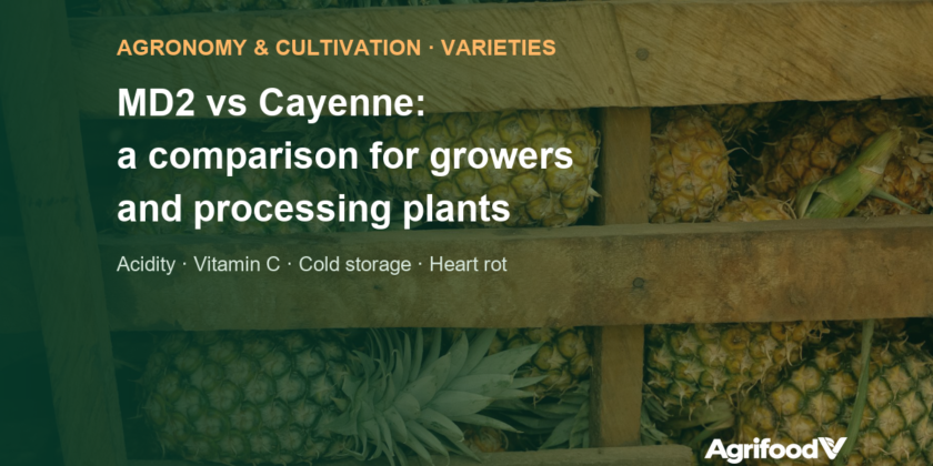 MD2 vs Cayenne pineapple: quality, cultivation and processing compared