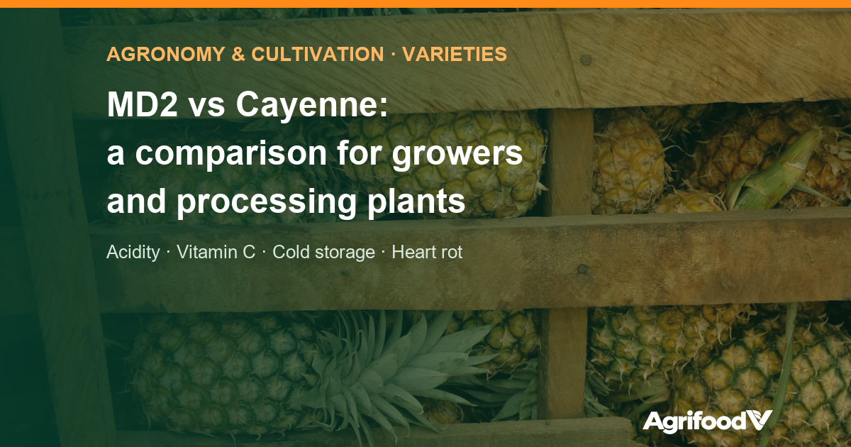MD2 vs Cayenne pineapple: quality, cultivation and processing compared