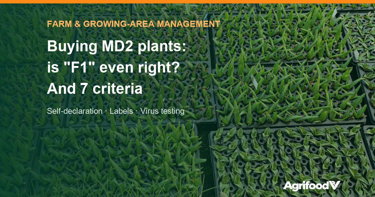 Buying MD2 pineapple plants: why “F1” is wrong and 7 supplier criteria