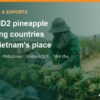 Top MD2 pineapple producing and exporting countries, and where Vietnam stands – AgrifoodV