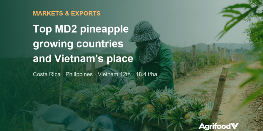 Top MD2 pineapple producing and exporting countries, and where Vietnam stands
