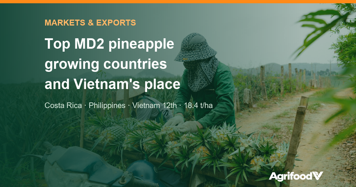 Top MD2 pineapple producing and exporting countries, and where Vietnam stands
