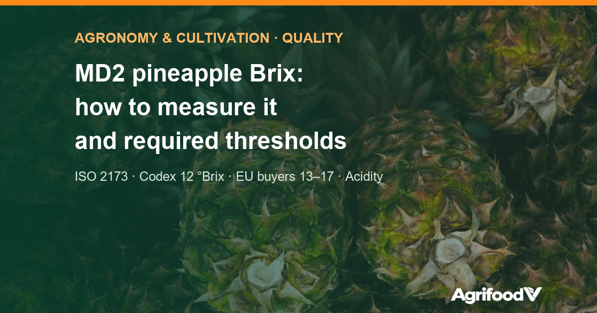 MD2 pineapple Brix: how to measure it, Codex and buyer thresholds