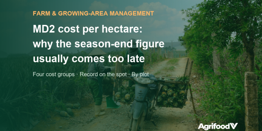 MD2 pineapple cost per hectare: why the season-end figure is too late