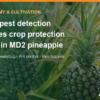 MD2 pineapple pests: why early detection decides crop protection costs – AgrifoodV