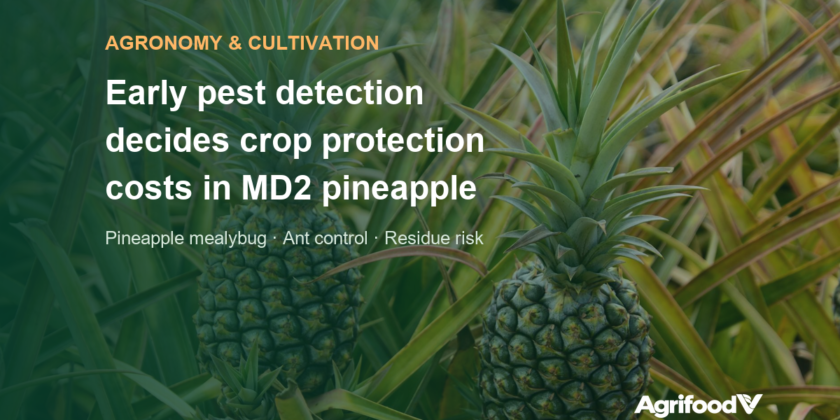 MD2 pineapple pests: why early detection decides crop protection costs