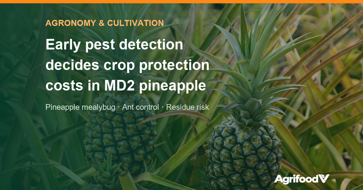 MD2 pineapple pests: why early detection decides crop protection costs