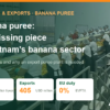 Banana puree: market, uses and why Vietnam needs an export plant – AgrifoodV