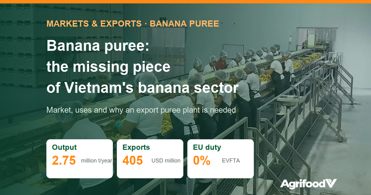 Banana puree: market, uses and why Vietnam needs an export plant