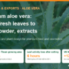 Vietnam Aloe Vera: From Fresh Leaves to Gel, Powder and Extracts for Premium Markets – AgrifoodV