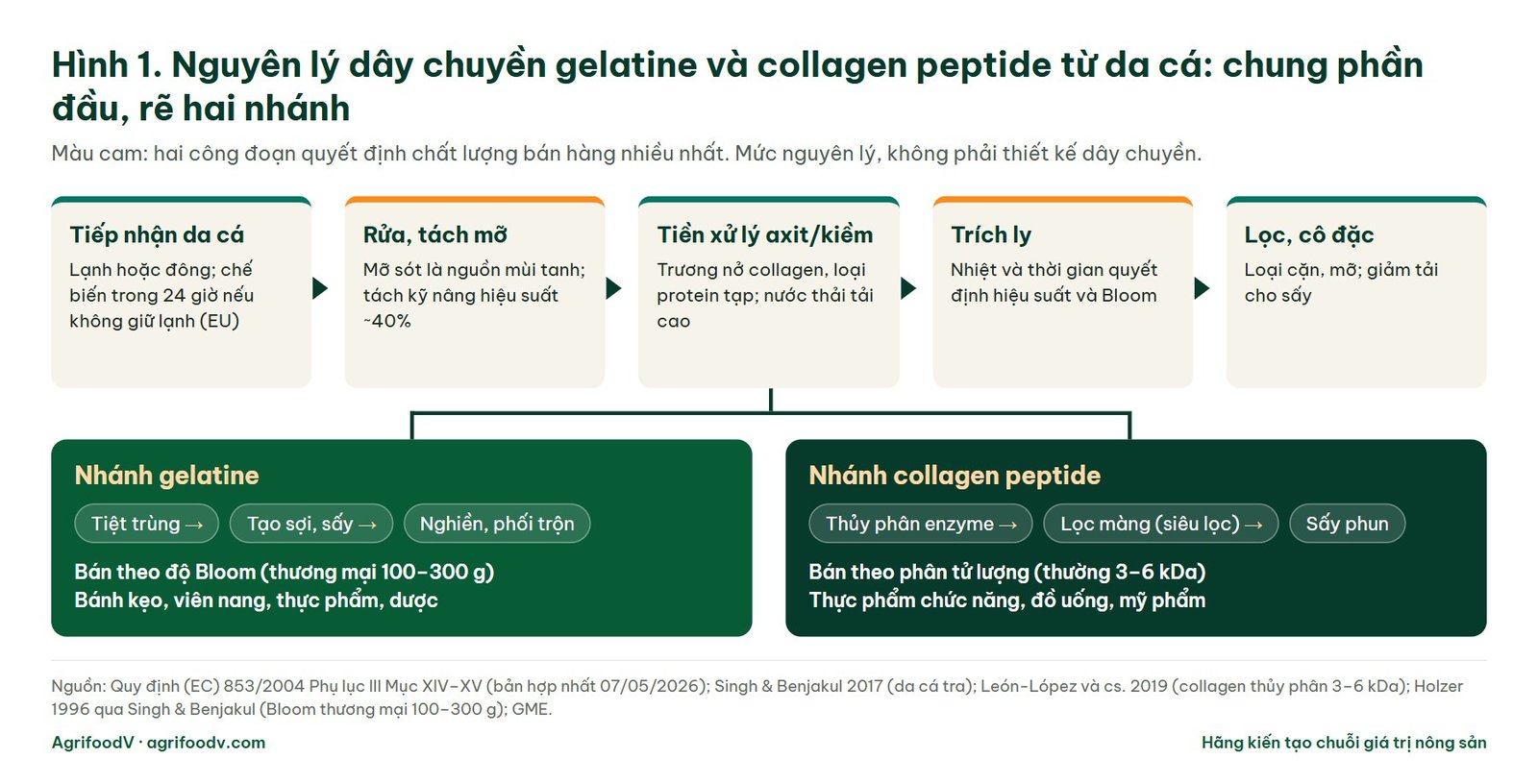 Sơ đồ nguyên lý dây chuyền gelatine và collagen peptide từ da cá: tiếp nhận, tách mỡ, tiền xử lý axit hoặc kiềm, trích ly, lọc và cô đặc, rồi rẽ hai nhánh gelatine và collagen peptide
